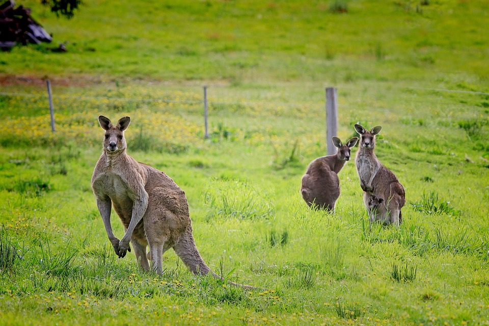 Eastern grey kangaroo