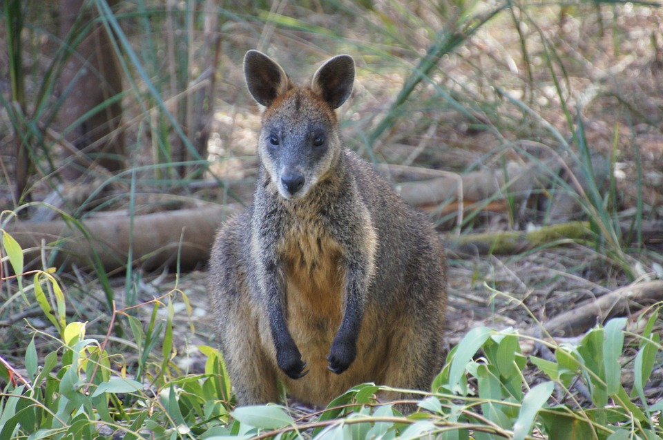 wallaby