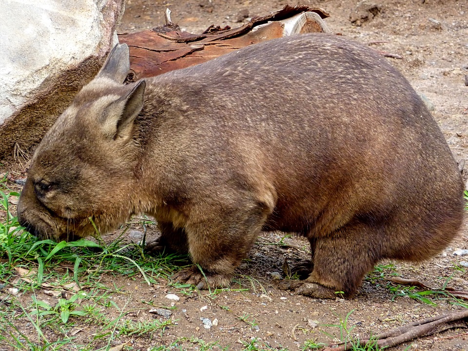 wombat